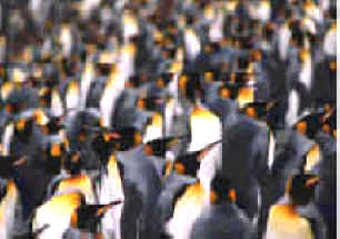 Flock of Penguins